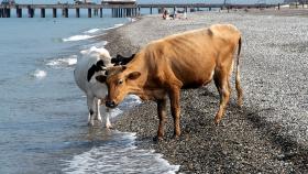 В Австрии разработают кодекс поведения при встрече с коровами